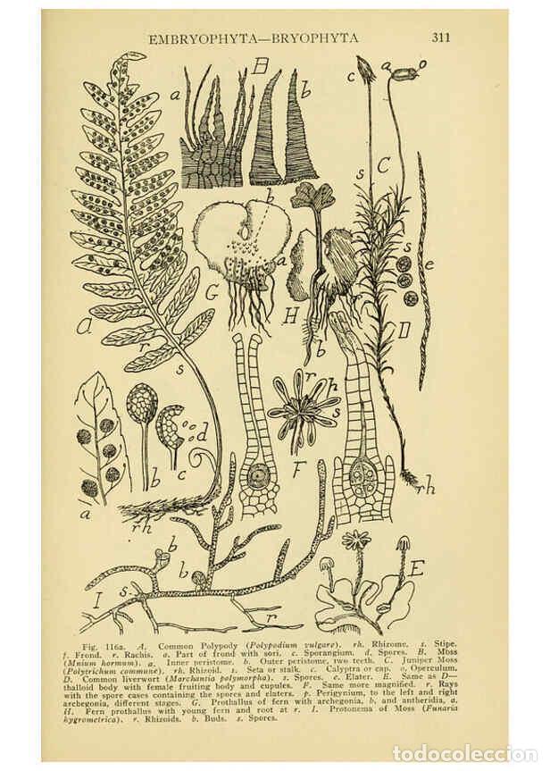 Colecionismo de Revistas e Jornais: Reproducci&oacute;n/Reproduction 6004763407: A manual of poisonous plants Cedar Rapids, Ia. :The Torch Pres