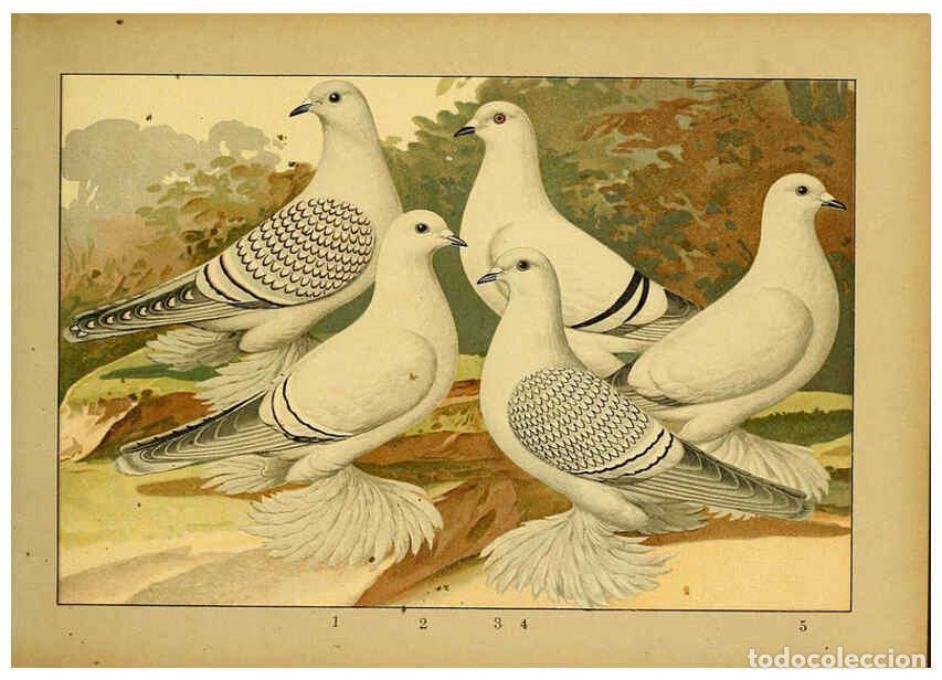 Colecionismo de Revistas e Jornais: Reproducci&oacute;n/Reproduction 6005219752: Illustriertes Prachtwerk s&auml;mtlicher Taubenrassen W&uuml;rzburg,K&ouml;ni