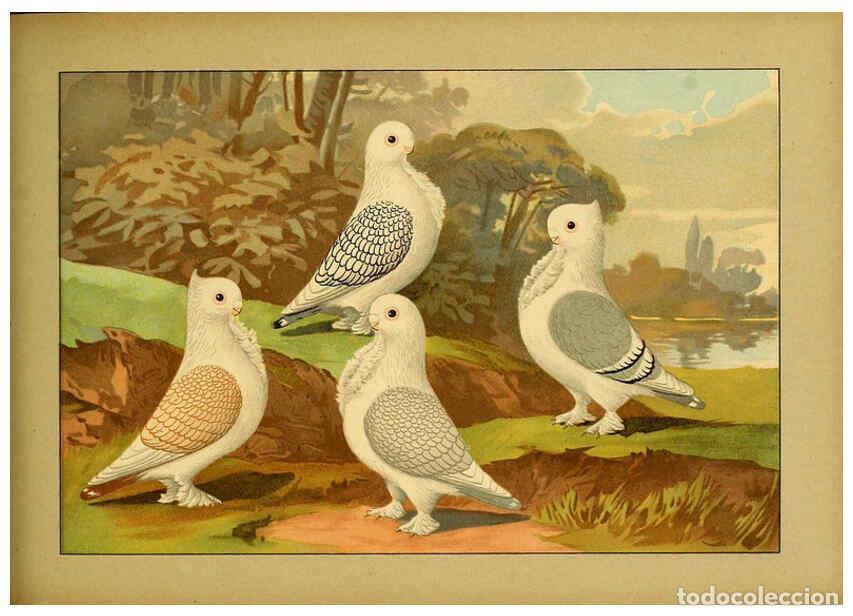 Colecionismo de Revistas e Jornais: Reproducci&oacute;n/Reproduction 6004680929: Illustriertes Prachtwerk s&auml;mtlicher Taubenrassen W&uuml;rzburg,K&ouml;ni