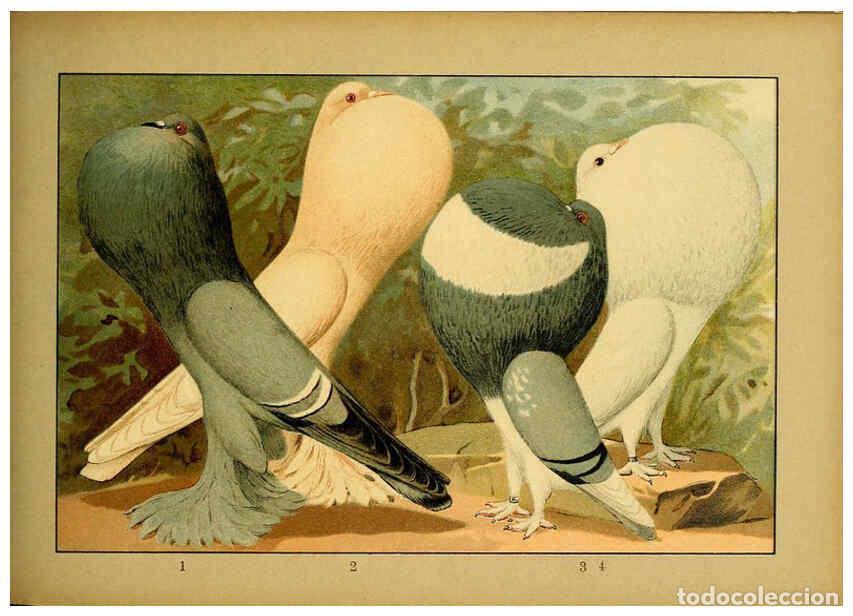 Colecionismo de Revistas e Jornais: Reproducci&oacute;n/Reproduction 6004679913: Illustriertes Prachtwerk s&auml;mtlicher Taubenrassen W&uuml;rzburg,K&ouml;ni