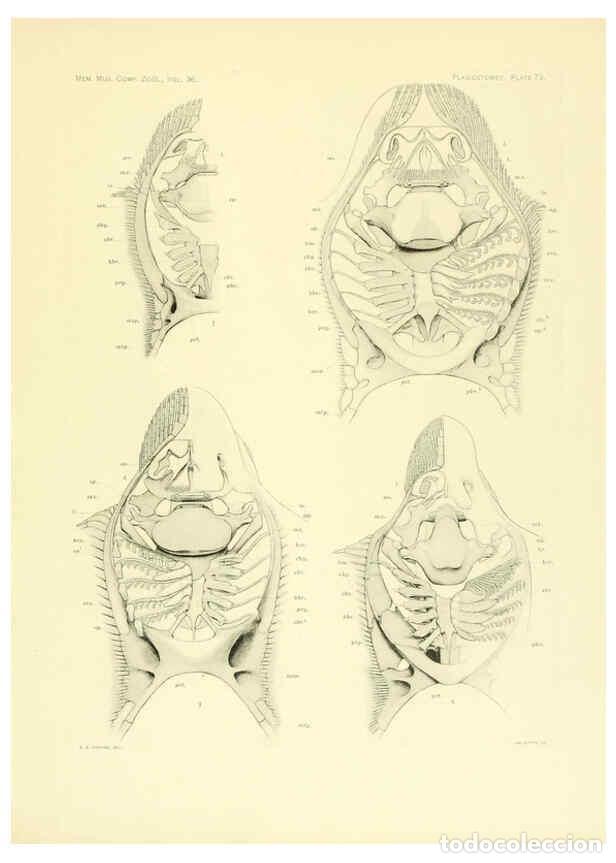 Coleccionismo de Revistas y Peri&oacute;dicos: Reproducci&oacute;n/Reproduction 6001826730: The Plagiostomia : Sharks, skates, and rays Cambridge, U.S.A.