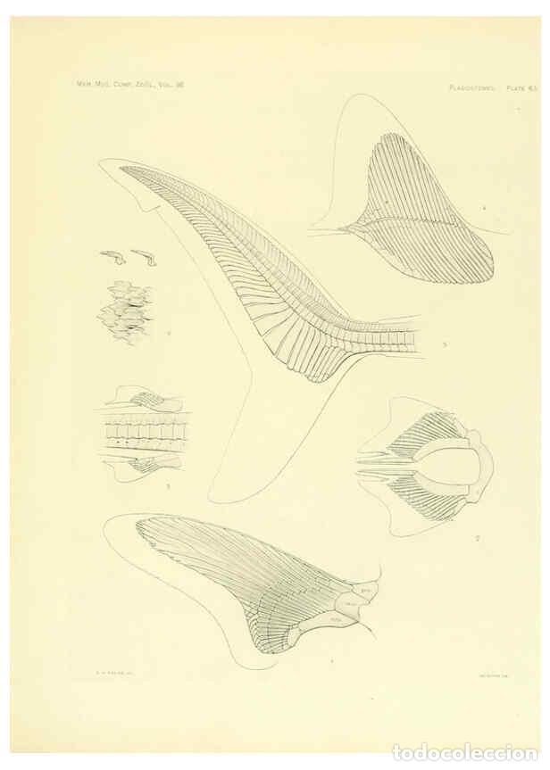 Coleccionismo de Revistas y Peri&oacute;dicos: Reproducci&oacute;n/Reproduction 6001825218: The Plagiostomia : Sharks, skates, and rays Cambridge, U.S.A.