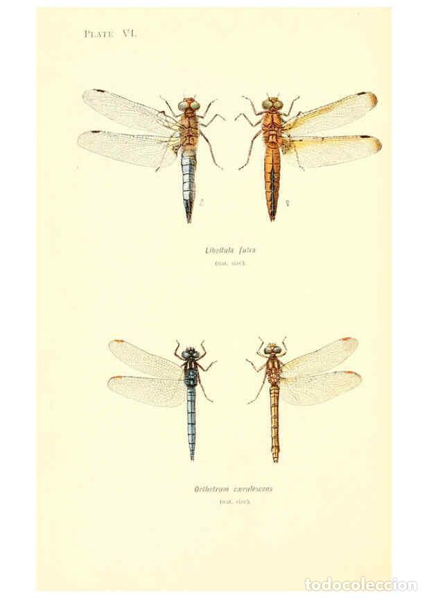 Colecionismo de Revistas e Jornais: Reproducci&oacute;n/Reproduction 6002336114: British dragonflies (Odonata) London,L.U. Gill,1900 - William