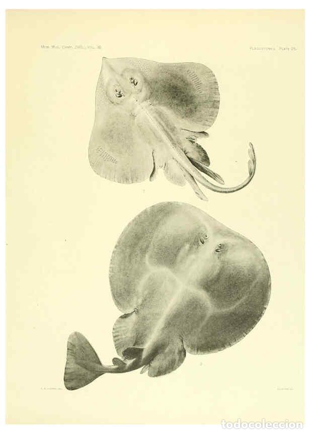 Colecionismo de Revistas e Jornais: Reproducci&oacute;n/Reproduction 6001819222: The Plagiostomia : Sharks, skates, and rays Cambridge, U.S.A.