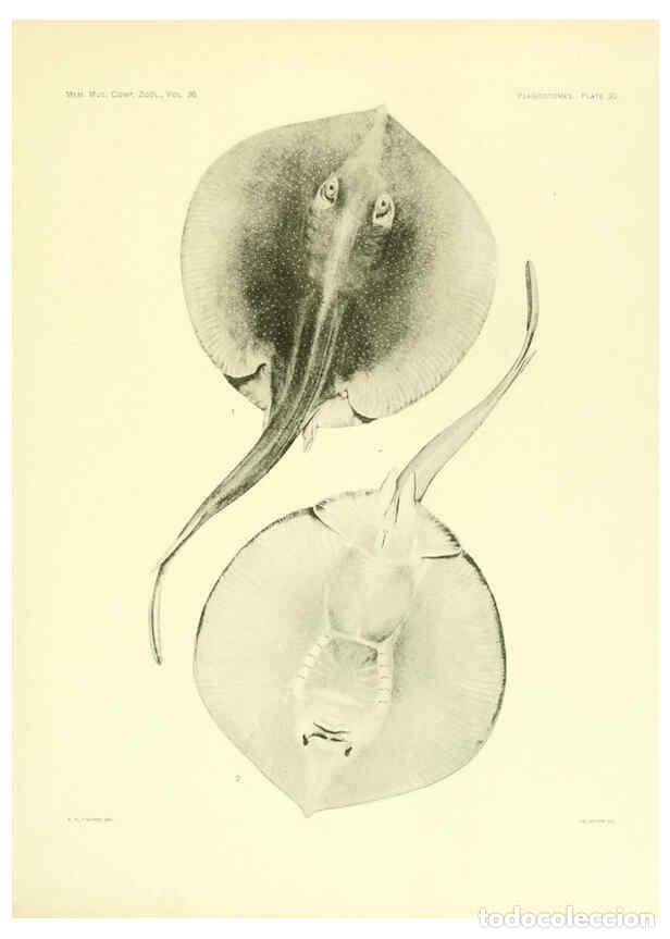 Colecionismo de Revistas e Jornais: Reproducci&oacute;n/Reproduction 6001819972: The Plagiostomia : Sharks, skates, and rays Cambridge, U.S.A.