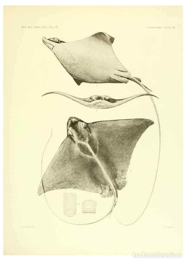 Colecionismo de Revistas e Jornais: Reproducci&oacute;n/Reproduction 6001272481: The Plagiostomia : Sharks, skates, and rays Cambridge, U.S.A.