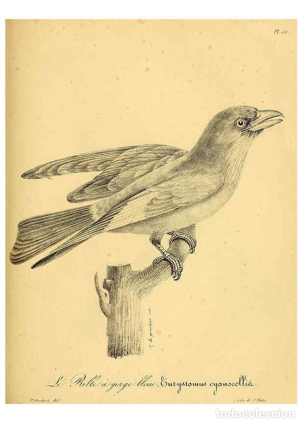 Colecionismo de Revistas e Jornais: Reproducci&oacute;n/Reproduction 6001936377: La galerie des oiseaux Paris :Carpentier-M&eacute;ricourt,1834 - Loui