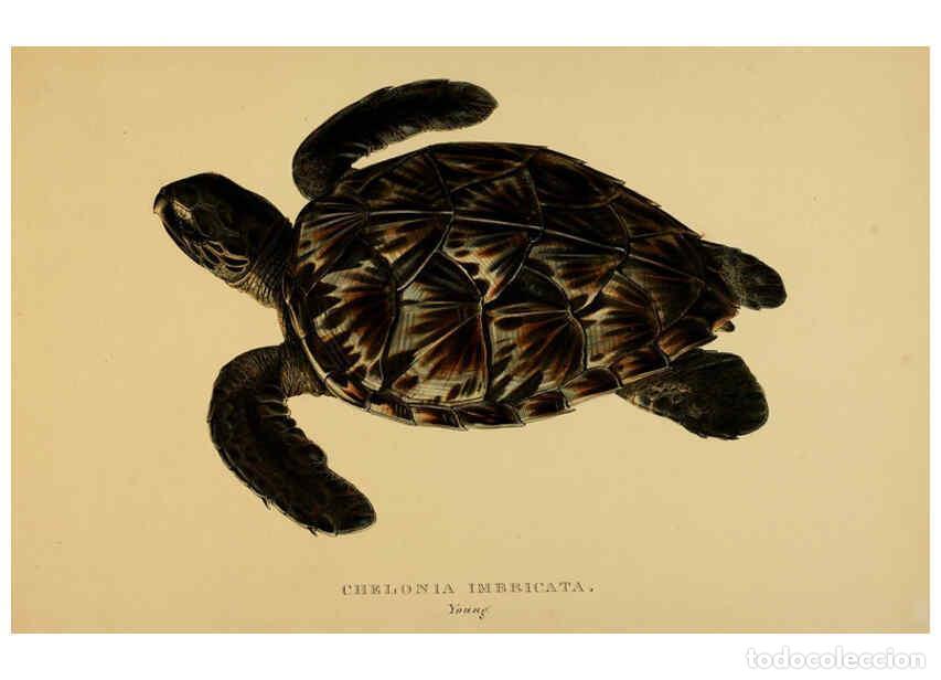 Collectionnisme de Revues et Journaux: Reproducci&oacute;n/Reproduction 5978412944: Tortoises, terrapins, and turtles London, Paris, and Frankfort