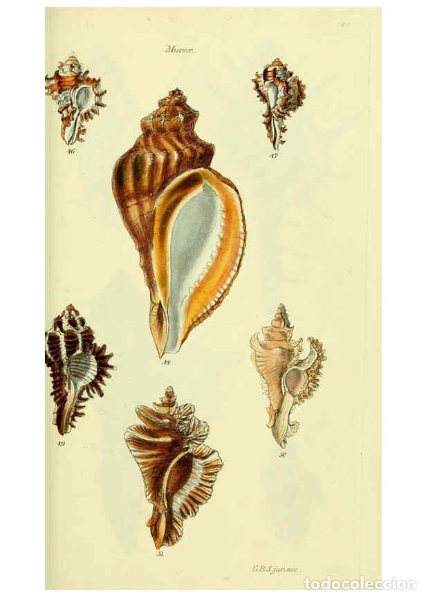 Collectionnisme de Revues et Journaux: Reproducci&oacute;n/Reproduction 5978515658: The conchological illustrations or, Coloured figures of all th
