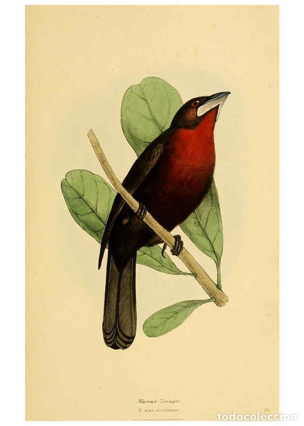 Colecionismo de Revistas e Jornais: Reproducci&oacute;n/Reproduction 5977215177: A selection of the birds of Brazil and Mexico : the drawings L