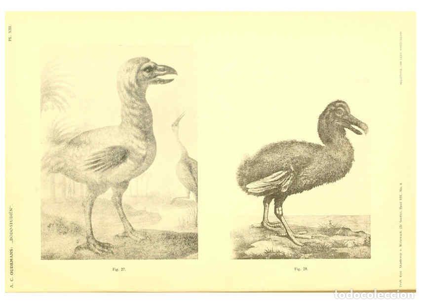 Colecionismo de Revistas e Jornais: Reproducci&oacute;n/Reproduction 5974727805: Dodo-studi&euml;n Amsterdam,J. M&uuml;ller,1917 - Anthonie Cornelis Oude