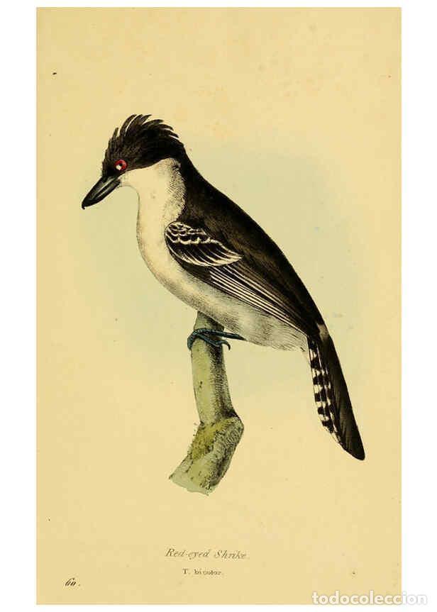 Colecionismo de Revistas e Jornais: Reproducci&oacute;n/Reproduction 5977792674: A selection of the birds of Brazil and Mexico : the drawings L