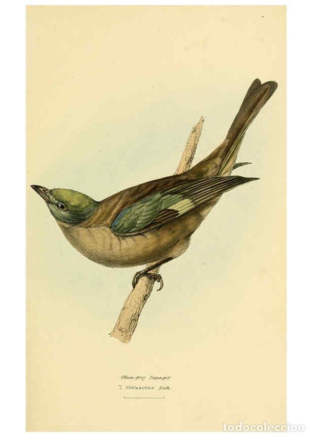 Colecionismo de Revistas e Jornais: Reproducci&oacute;n/Reproduction 5977222563: A selection of the birds of Brazil and Mexico : the drawings L