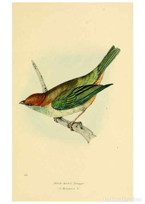 Colecionismo de Revistas e Jornais: Reproducci&oacute;n/Reproduction 5977789232: A selection of the birds of Brazil and Mexico : the drawings L