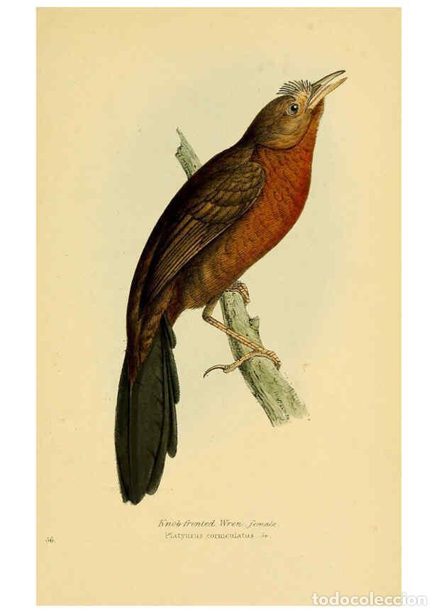 Coleccionismo de Revistas y Peri&oacute;dicos: Reproducci&oacute;n/Reproduction 5977228669: A selection of the birds of Brazil and Mexico : the drawings L