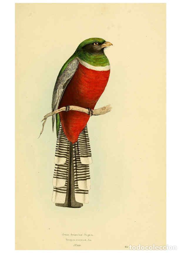 Coleccionismo de Revistas y Peri&oacute;dicos: Reproducci&oacute;n/Reproduction 5977229683: A selection of the birds of Brazil and Mexico : the drawings L