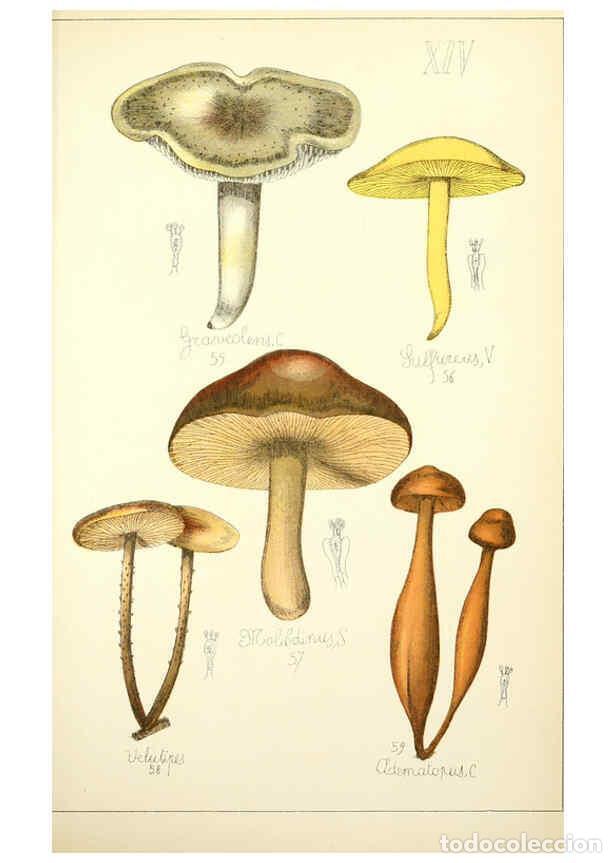 Coleccionismo de Revistas y Peri&oacute;dicos: Reproducci&oacute;n/Reproduction 5974665827: Histoire naturelle des champignons comestibles et v&eacute;n&eacute;neux Par