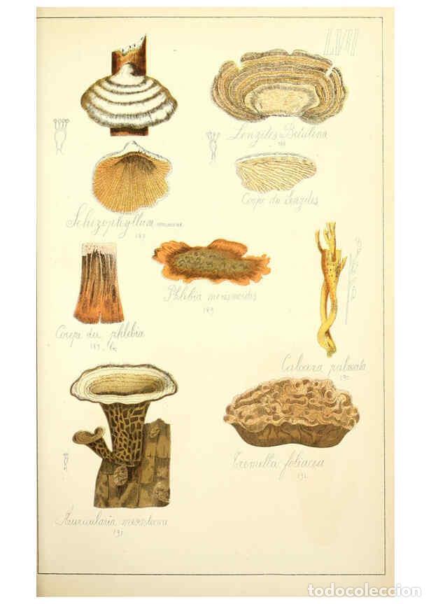 Sammeln von Zeitschriften und Zeitungen: Reproducci&oacute;n/Reproduction 5974683041: Histoire naturelle des champignons comestibles et v&eacute;n&eacute;neux Par