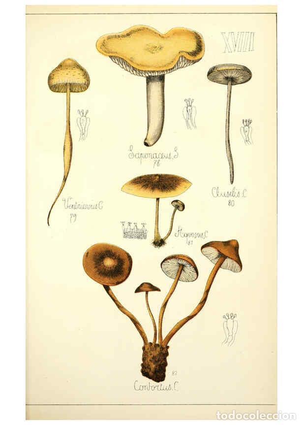 Sammeln von Zeitschriften und Zeitungen: Reproducci&oacute;n/Reproduction 5974667719: Histoire naturelle des champignons comestibles et v&eacute;n&eacute;neux Par