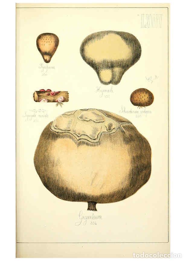Sammeln von Zeitschriften und Zeitungen: Reproducci&oacute;n/Reproduction 5974687263: Histoire naturelle des champignons comestibles et v&eacute;n&eacute;neux Par