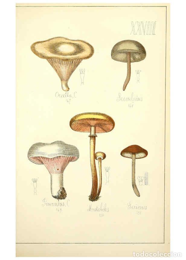 Sammeln von Zeitschriften und Zeitungen: Reproducci&oacute;n/Reproduction 5975231924: Histoire naturelle des champignons comestibles et v&eacute;n&eacute;neux Par