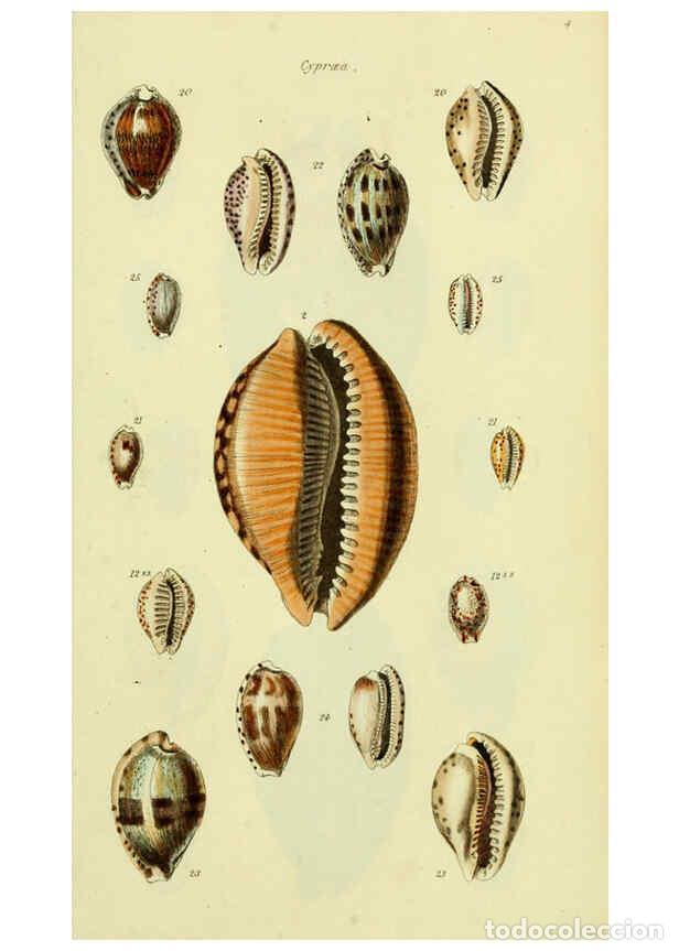 Sammeln von Zeitschriften und Zeitungen: Reproducci&oacute;n/Reproduction 5978528344: The conchological illustrations or, Coloured figures of all th