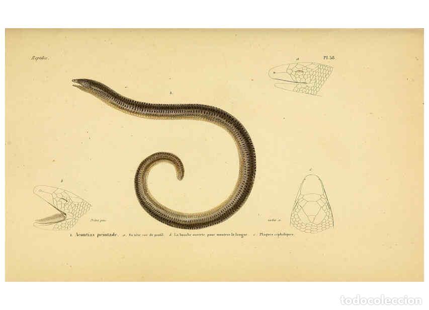 Sammeln von Zeitschriften und Zeitungen: Reproducci&oacute;n/Reproduction 5982414204: Erp&eacute;tologie g&eacute;n&eacute;rale, ou, Histoire naturelle compl&egrave;te des rept