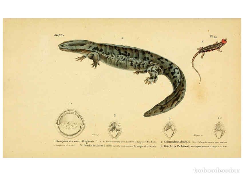 Sammeln von Zeitschriften und Zeitungen: Reproducci&oacute;n/Reproduction 5982436984: Erp&eacute;tologie g&eacute;n&eacute;rale, ou, Histoire naturelle compl&egrave;te des rept