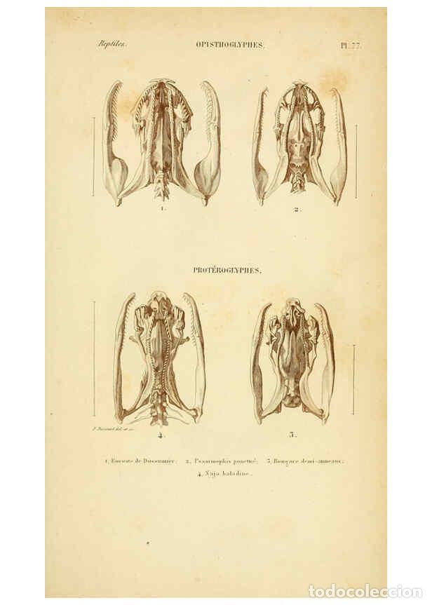 Sammeln von Zeitschriften und Zeitungen: Reproducci&oacute;n/Reproduction 5982421278: Erp&eacute;tologie g&eacute;n&eacute;rale, ou, Histoire naturelle compl&egrave;te des rept