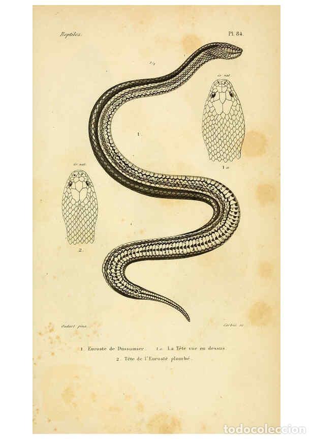 Sammeln von Zeitschriften und Zeitungen: Reproducci&oacute;n/Reproduction 5982426418: Erp&eacute;tologie g&eacute;n&eacute;rale, ou, Histoire naturelle compl&egrave;te des rept