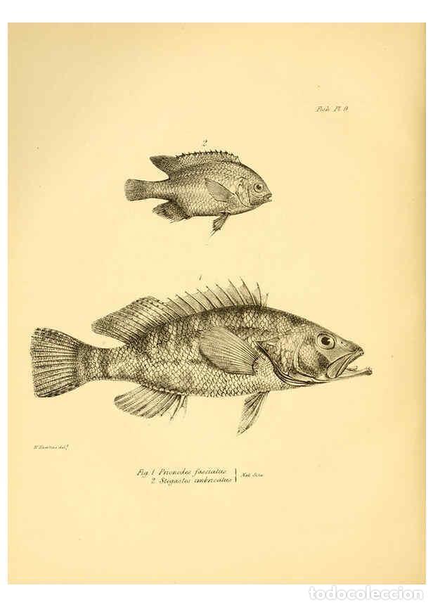 Collection Magazines and Newspapers: Reproducci&oacute;n/Reproduction 5985487866: The zoology of the voyage of H.M.S. Beagle, pt.4 London,Smith,