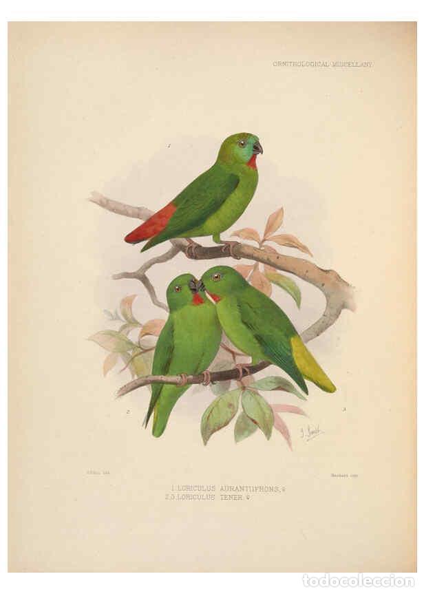 Colecionismo de Revistas e Jornais: Reproducci&oacute;n/Reproduction 5982046180: Ornithological miscellany V.2 London :Tr&uuml;bner and Co., Bernard