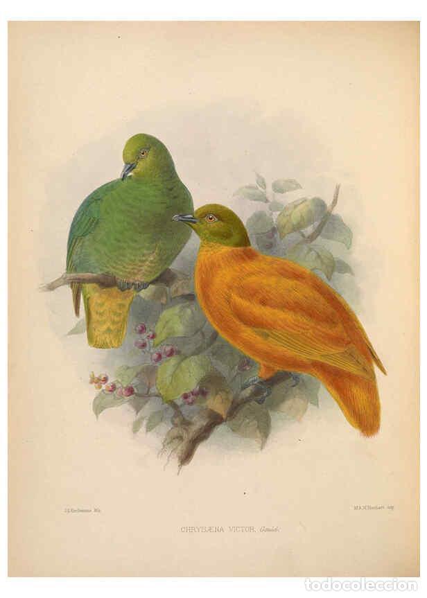 Colecionismo de Revistas e Jornais: Reproducci&oacute;n/Reproduction 5982038490: Ornithological miscellany V.2 London :Tr&uuml;bner and Co., Bernard