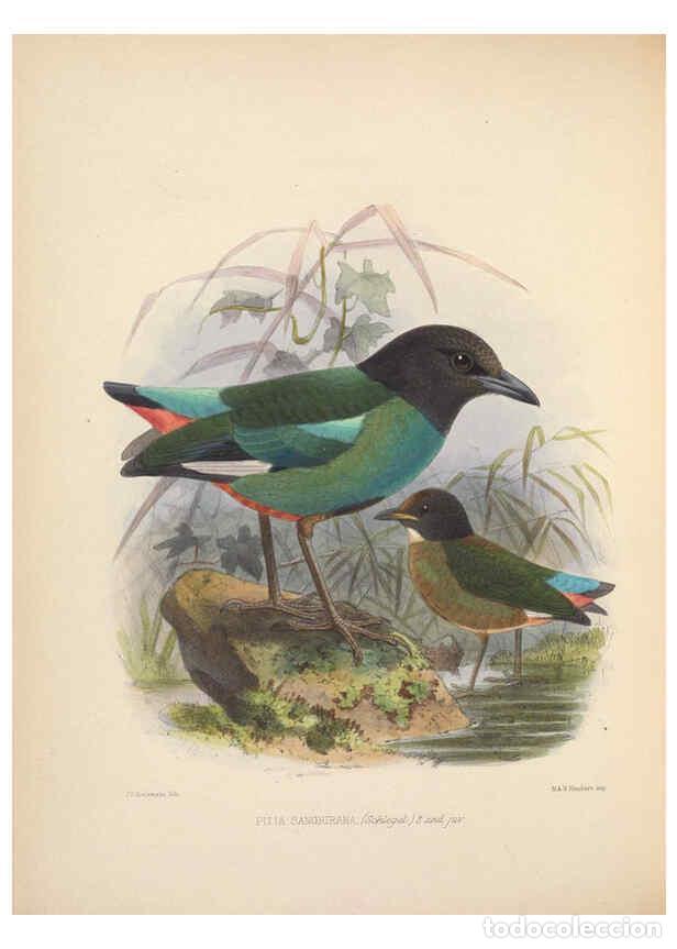 Colecionismo de Revistas e Jornais: Reproducci&oacute;n/Reproduction 5982043074: Ornithological miscellany V.2 London :Tr&uuml;bner and Co., Bernard