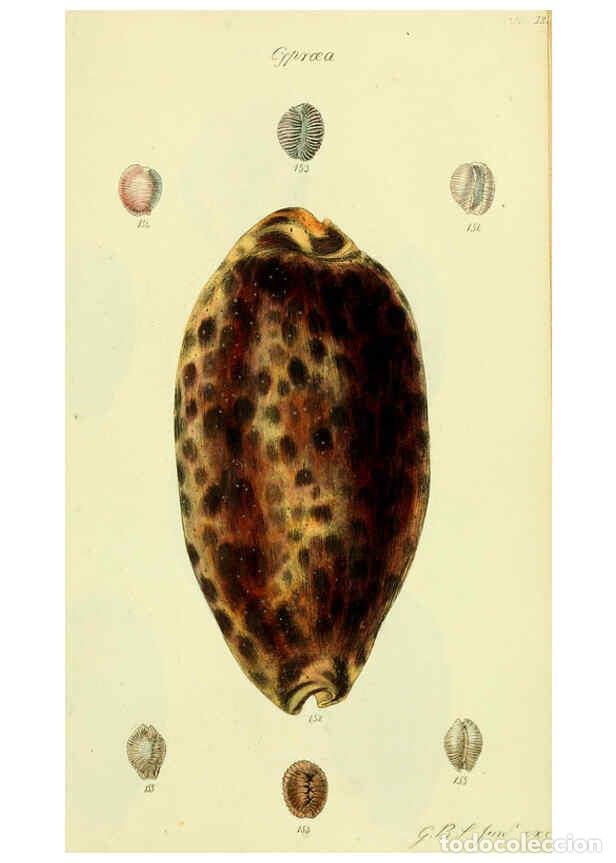 Collezionismo di Riviste e Giornali: Reproducci&oacute;n/Reproduction 5978536330: The conchological illustrations or, Coloured figures of all th