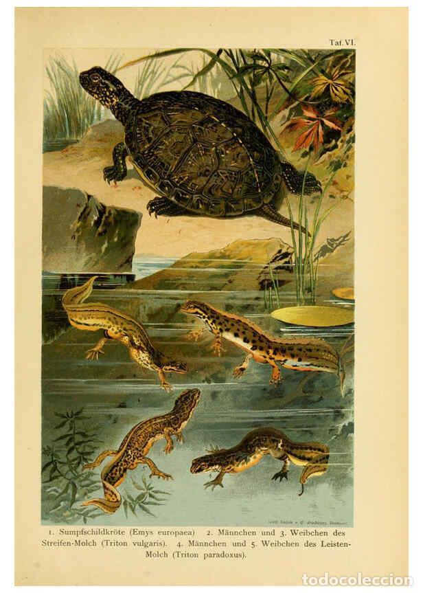 Collezionismo di Riviste e Giornali: Reproducci&oacute;n/Reproduction 5981666859: Deutschlands Amphibien und Reptilien Magdeburg,Creutz'sche Ver