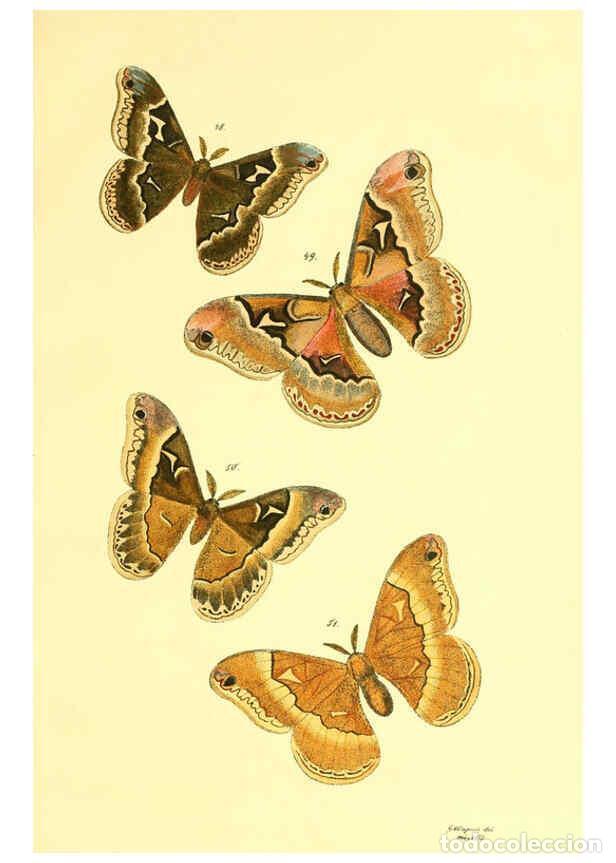 Collezionismo di Riviste e Giornali: Reproducci&oacute;n/Reproduction 5980692201: Beitr&auml;ge zur Schmetterlingskunde Elberfeld :[s.n.],1872 - J. P