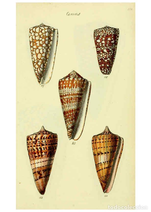 Collezionismo di Riviste e Giornali: Reproducci&oacute;n/Reproduction 5978547084: The conchological illustrations or, Coloured figures of all th