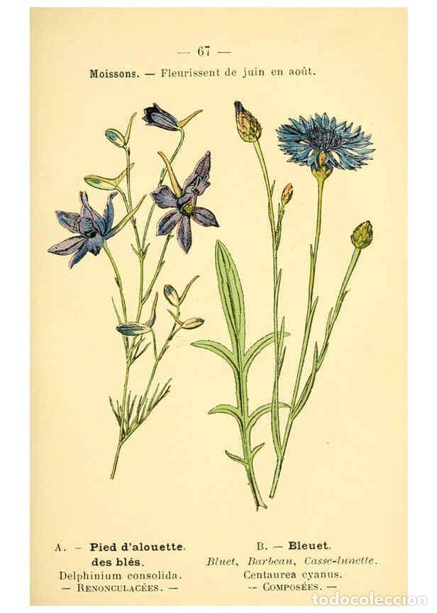 Collection Magazines and Newspapers: Reproducci&oacute;n/Reproduction 6022565928: Atlas de poche des plantes des champs, des prairies et des boi