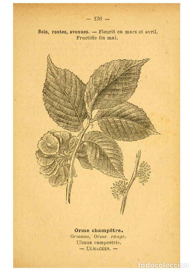 Collection Magazines and Newspapers: Reproducci&oacute;n/Reproduction 6022045557: Atlas de poche des plantes des champs, des prairies et des boi