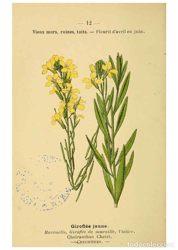 Collection Magazines and Newspapers: Reproducci&oacute;n/Reproduction 6021989105: Atlas de poche des plantes des champs, des prairies et des boi