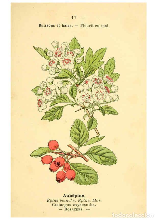 Collection Magazines and Newspapers: Reproducci&oacute;n/Reproduction 6022548008: Atlas de poche des plantes des champs, des prairies et des boi