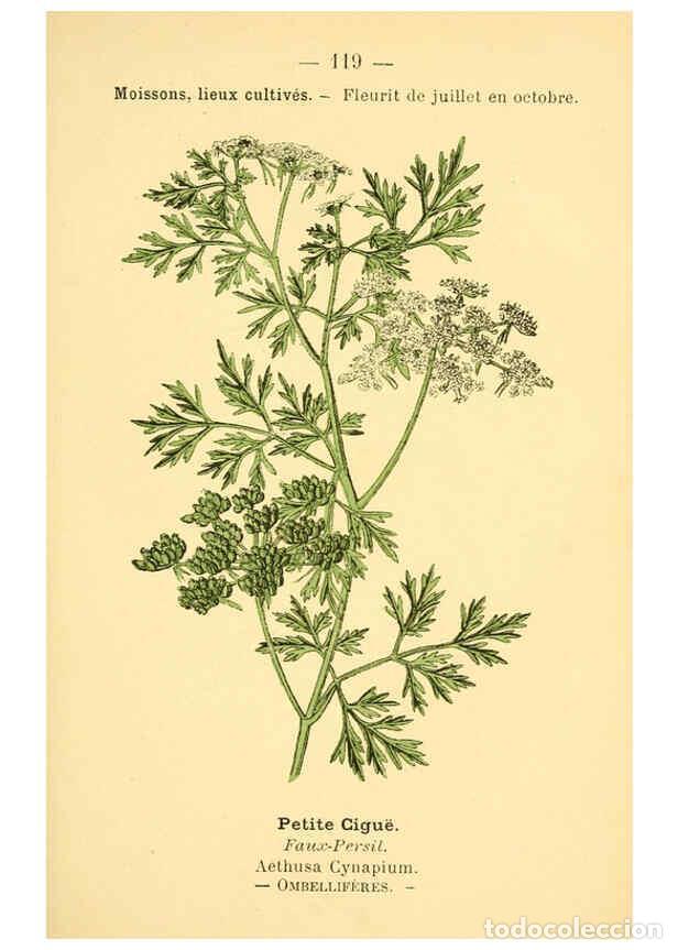 Collection Magazines and Newspapers: Reproducci&oacute;n/Reproduction 6022596700: Atlas de poche des plantes des champs, des prairies et des boi