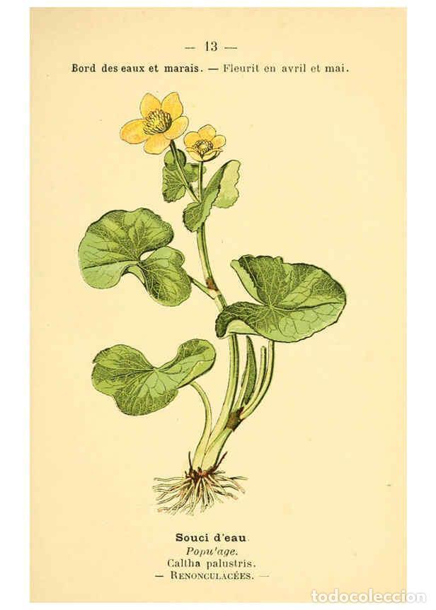 Collezionismo di Riviste e Giornali: Reproducci&oacute;n/Reproduction 6021989439: Atlas de poche des plantes des champs, des prairies et des boi