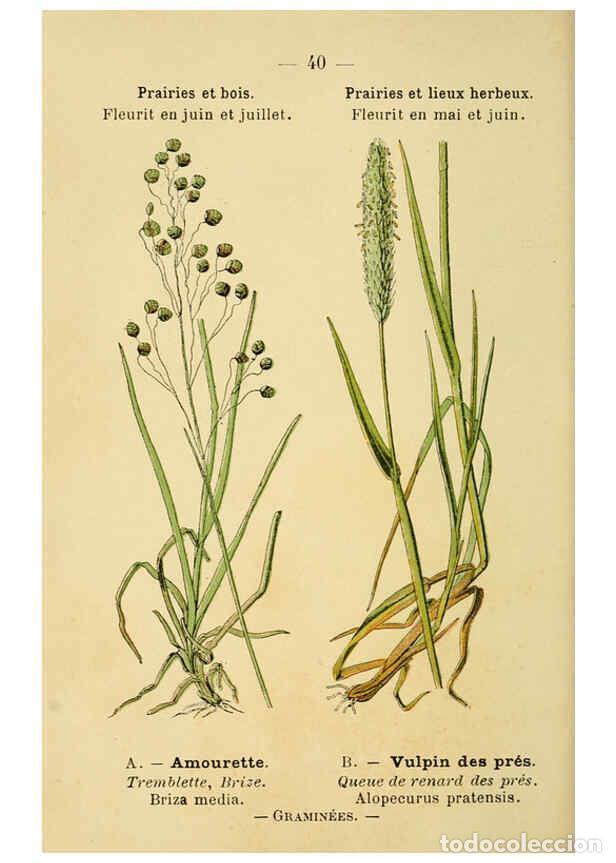 Collezionismo di Riviste e Giornali: Reproducci&oacute;n/Reproduction 6021999829: Atlas de poche des plantes des champs, des prairies et des boi