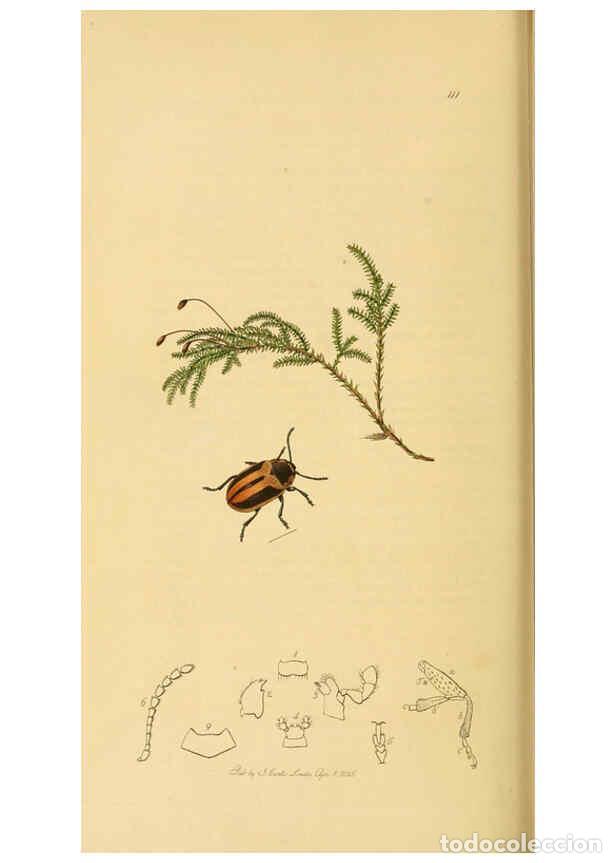 Collezionismo di Riviste e Giornali: Reproducci&oacute;n/Reproduction 6022469406: British entomology. v.2 London,Printed for the author,1823-40