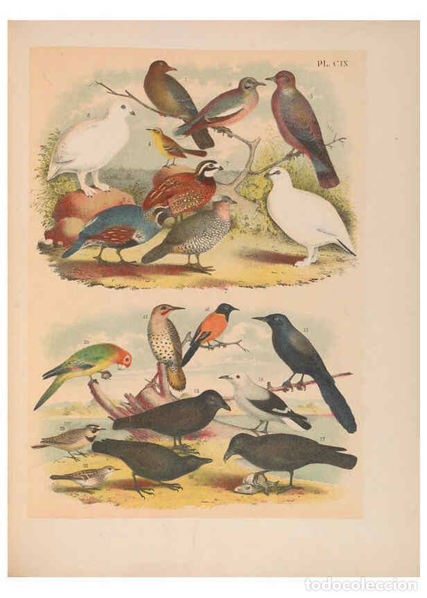 Collezionismo di Riviste e Giornali: Reproducci&oacute;n/Reproduction 6022721866: The birds of North America New York :Published under the auspi