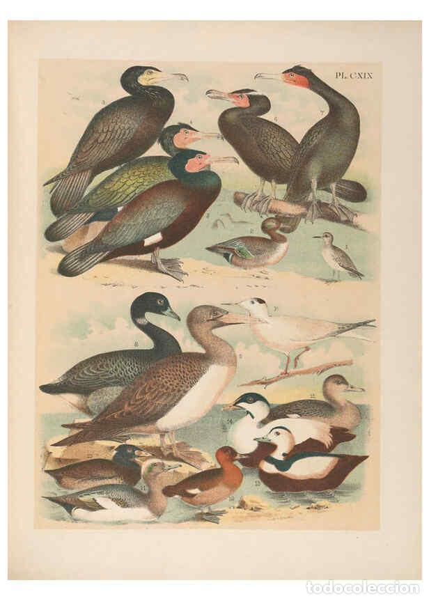 Collezionismo di Riviste e Giornali: Reproducci&oacute;n/Reproduction 6022169887: The birds of North America New York :Published under the auspi
