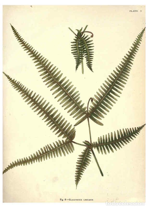 Collezionismo di Riviste e Giornali: Reproducci&oacute;n/Reproduction 6025228661: Album of Indian ferns London :W. Day, 1887 - C.E. Baynes