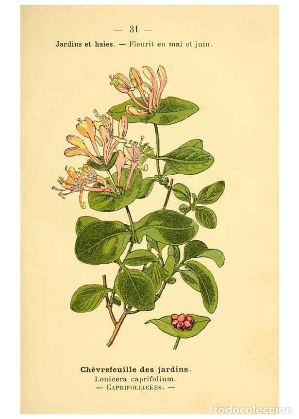 Collezionismo di Riviste e Giornali: Reproducci&oacute;n/Reproduction 6022553190: Atlas de poche des plantes des champs, des prairies et des boi